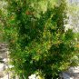 10 AU SEEDS DWARF POMEGRANATE BUSH PUNICA GRANATUM NANA EDIBLE