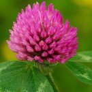 500 AU SEEDS RED CLOVER TRIFOLIUM PRATENSE MEDICINAL HERBAL TEA HEALTH 500 AU SEEDS RED CLOVER TRIFOLIUM PRATENSE MEDICINAL HERBAL TEA HEALTH