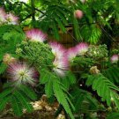 10 AU SEEDS PESIAN SILK TREE ALBIZIA JULIBRISSIN GARDEN POT EXOTIC EDIBLE HARDY