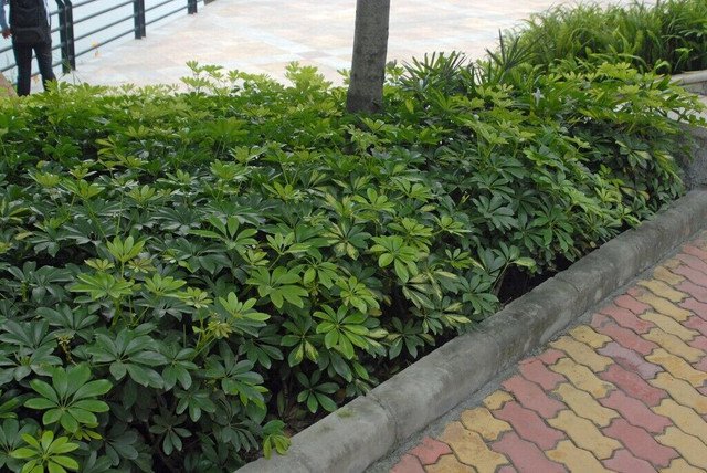 20 AU SEEDS DWARF UMBRELLA TREE SCHEFFLERA ARBORICOLA INDOOR OUTDOOR