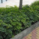 20 AU SEEDS DWARF UMBRELLA TREE SCHEFFLERA ARBORICOLA INDOOR OUTDOOR