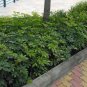 20 AU SEEDS DWARF UMBRELLA TREE SCHEFFLERA ARBORICOLA INDOOR OUTDOOR