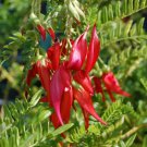 10 AU SEEDS PARROT BEAK CLIANTHUS PUNICEUS KAKA BEAK FLOWERING