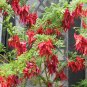 10 AU SEEDS PARROT BEAK CLIANTHUS PUNICEUS KAKA BEAK FLOWERING