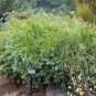 1250 AU SEEDS ROBIN REDBREAST BUSH MELALEUCA LATERITIA NATIVE FLOWERING SHRUB