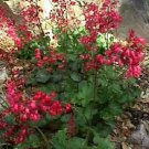CORAL BELLS HEUCHERA BRESSINGHAM FLOWERING 100 AU SEEDS