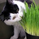 1500 AU SEEDS CATGRASS DACTYLIS GLOMERATA HEALTH AID TO DIGESTION