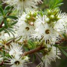 1500 AU SEEDS TICK BUSH KUNZEA AMBIGUA FRAGRANT FLOWERING NATIVE SHRUB VERY HARDY