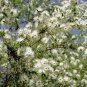1500 AU SEEDS TICK BUSH KUNZEA AMBIGUA FRAGRANT FLOWERING NATIVE SHRUB VERY HARDY