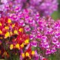 LINARIA FAIRY BOUQUET MIX 1000 AU SEEDS MULTICOLOUR GROUNDCOVER HANGING BASKET