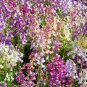 LINARIA FAIRY BOUQUET MIX 1000 AU SEEDS MULTICOLOUR GROUNDCOVER HANGING BASKET