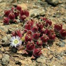 COMMON ICEPLANT MESEMBRYANTHEMUM CRYSTALLINUM EDIBLE FLOWERING SUCCULENT 20 AU SEEDS