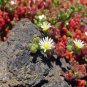 COMMON ICEPLANT MESEMBRYANTHEMUM CRYSTALLINUM EDIBLE FLOWERING SUCCULENT 20 AU SEEDS