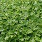 500 AU SEEDS MICRO GREEN CELERY SPROUTS HEALTHY SUPERFOOD HIGHLY NUTRITIOUS