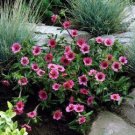 POTENTILLA MISS WILLMOTT FLOWER LOW GROWING 100 AU SEEDS