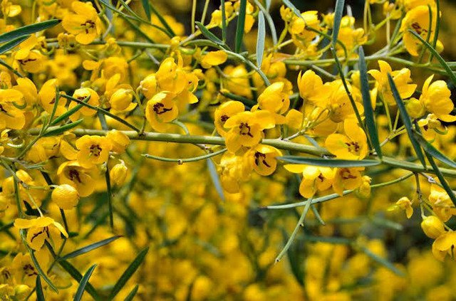 SILVER CASSIA SENNA ARTEMISIOIDES NATIVE FLOWERING SHRUB 25 AU SEEDS