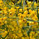 SILVER CASSIA SENNA ARTEMISIOIDES NATIVE FLOWERING SHRUB 25 AU SEEDS