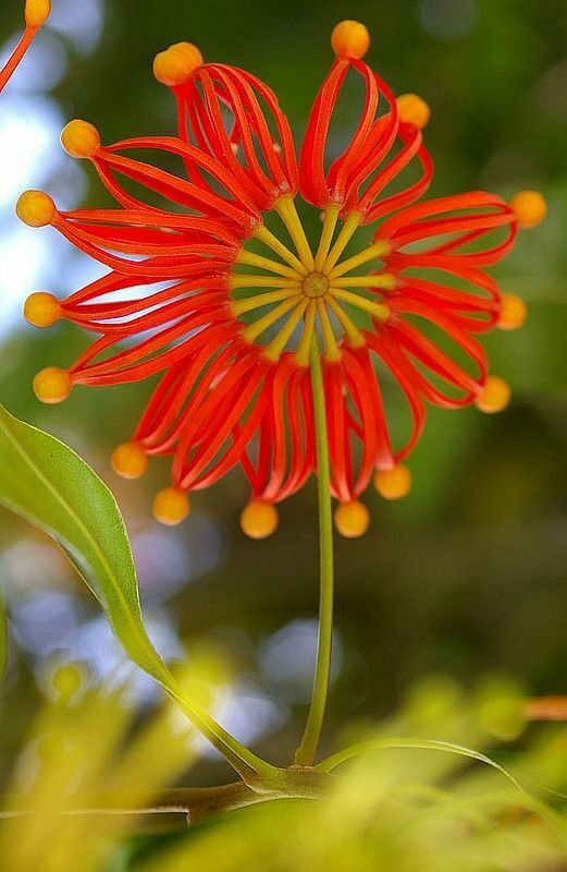 FIREWHEEL TREE STENOCARPUS SINUATUS NATIVE FLOWERING 5 AU SEEDS