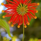 FIREWHEEL TREE STENOCARPUS SINUATUS NATIVE FLOWERING 5 AU SEEDS