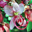 ROSE CASSIA CASSIA MARGINATA MASSES OF FLOWERS FEATURE TREE 5 AU SEEDS