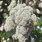 100 AU SEEDS SAGO FLOWER OZOTHAMNUS DIOSMIFOLIUS HIGHLY TOLERANT SHRUB