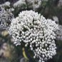 100 AU SEEDS SAGO FLOWER OZOTHAMNUS DIOSMIFOLIUS HIGHLY TOLERANT SHRUB