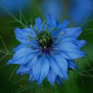 45 AU SEEDS NIGELLA LOVE IN A MIST FLOWER MISS JEKYLL INDIGO BLUE FAST GROWING HARDY
