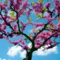 JUDAS TREE CERCIS SILIQUASTRUM RUBRA 10 AU SEEDS