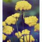 100 AU SEEDS GOLDEN AGERATUM FERN FOLIAGE SHRUB BUTTON FLOWERS LONAS INDORA HARDY