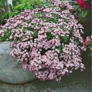 100 AU SEEDS ROCK SOAPWORT SAPONARIA OCYMOIDES FLOWERING PLANT RED STEMS HARDY
