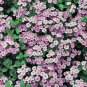 100 AU SEEDS ROCK SOAPWORT SAPONARIA OCYMOIDES FLOWERING PLANT RED STEMS HARDY