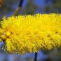 20 AU SEEDS RASPBERRY JAM TREE ACACIA ACUMINATA NARROW NATIVE SCENTED WATTLE