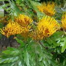 SILKY OAKS GREVILLEA ROBUSTA FLOWERING TREE HOUSEPLANT 10 AU SEEDS