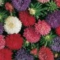 50 AU SEEDS ASTER CREGO GIANT FLOWER LARGE DOUBLE BLOOMS COLOUR VARIATION