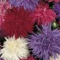 50 AU SEEDS ASTER CREGO GIANT FLOWER LARGE DOUBLE BLOOMS COLOUR VARIATION