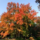 25 AU SEEDS SWEET GUM LIQUIDAMBAR FORMOSANA AUTUMN COLOUR SHADE TREE