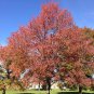 25 AU SEEDS SWEET GUM LIQUIDAMBAR FORMOSANA AUTUMN COLOUR SHADE TREE