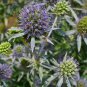 SEA HOLLY FLOWER ERYNGIUM PLANUM HARDY UNUSUAL HIGHLY TOLERANT 30 AU SEEDS