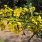 SIAMESE CASSIA CASSIA SIAMEA FLOWERING TREE SENNA EDIBLE PODS AND LEAVES 5 AU SEEDS