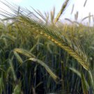 200 AU SEEDS RYE SECALE CEREALE WHOLE GRAIN LOWER CHOLESTEROL NUTRITIOUS HARDY