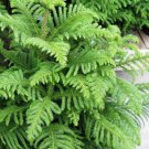 20 AU SEEDS NORFOLK ISLAND PINE TREE ARAUCARIA HETEROPHYLLA VERY HARDY