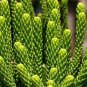 20 AU SEEDS NORFOLK ISLAND PINE TREE ARAUCARIA HETEROPHYLLA VERY HARDY