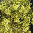 10 AU SEEDS ELEGANT WATTLE ACACIA VICTORIAE BUSH TUCKER FLOWERING TREE NATIVE