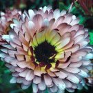CALENDULA PINK SUPRISE EDIBLE LARGE FLOWERS HARDY GARDEN POT 25 AU SEEDS PACK