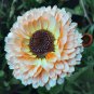 CALENDULA PINK SUPRISE EDIBLE LARGE FLOWERS HARDY GARDEN POT 25 AU SEEDS PACK
