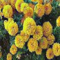 70 AU SEEDS MARIGOLD HAWAII FLOWER SEEDS LARGE DOUBLE BLOOMS