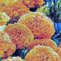 70 AU SEEDS MARIGOLD HAWAII FLOWER SEEDS LARGE DOUBLE BLOOMS