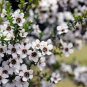 MANUKA TEA TREE 500 AU SEEDS PACK LEPTOSPERMUM GARDEN FLOWER POT HONEY
