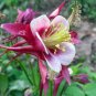 50 AU SEEDS GRANNYS BONNET FLOWER AQUILEGIA VULGARIS MIXED COLOURS DOUBLE BLOOMS