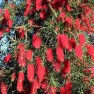 RED WILLOW BOTTLEBRUSH 1500 AU SEEDS VERY HARDY NATIVE FLOWERING TREE CALLISTEMON